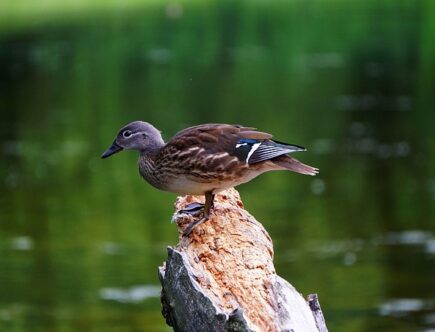 Krydsord for begyndere: Undgå de klassiske fejl