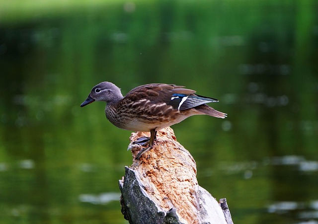 Krydsord for begyndere: Undgå de klassiske fejl