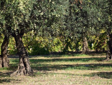 Få et strejf af Middelhavet i din have med et smukt oliventræ fra Wüsthof