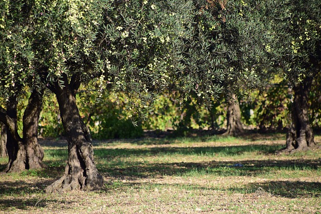 Få et strejf af Middelhavet i din have med et smukt oliventræ fra Wüsthof
