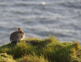 Have på altanen: Tips til urbant grønt liv