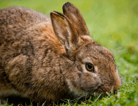 Derfor bør du vælge træspåner til din kanins bur