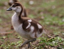 Fnuggate: Sådan slipper du af med fnug i hele huset