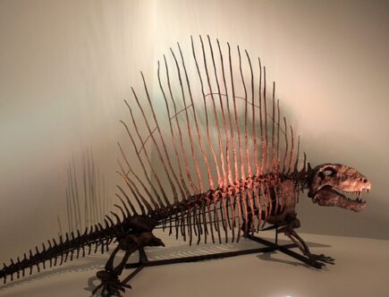 Fra fortid til nutid: Dinosaur Kasket bringer de præhistoriske væsener tilbage i modeverdenen