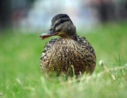 De mest almindelige krydsordsfælder – og hvordan du undgår dem