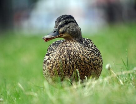 De mest almindelige krydsordsfælder – og hvordan du undgår dem